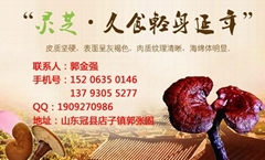 冠縣旭卓靈芝盆景專業合作社