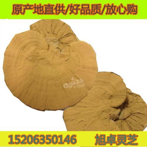聊城冠縣靈芝孢子粉品牌 2
