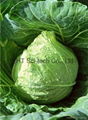 Factory Supply [Broccoli extract-Sulforaphane 6%] Mutiple Specification 2