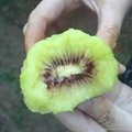 Organic kiwi / Red Kiwi / Fresh fruit 3