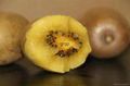 Yellow heart / Jin Yan Kiwi / organic