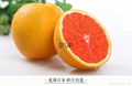 Blood orange / Navel Orange / Cara Cara