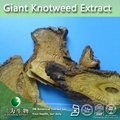 giant knotweed extract 98% Resveratrol