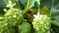 food&medical grade Noni Fruit Extract