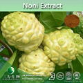 food&medical grade Noni Fruit Extract Powder, Noni Juice Powder 3