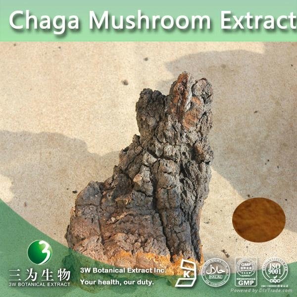 GMP Factory provide Chaga Mushroom Extract Powder 5:1 10:1 20:1