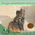 GMP Factory provide Chaga Mushroom