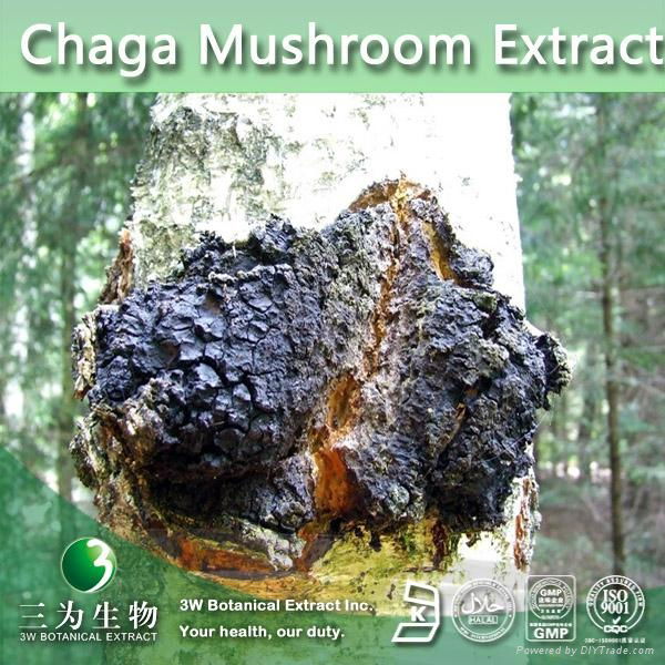 GMP Factory provide Chaga Mushroom Extract Powder 5:1 10:1 20:1 2