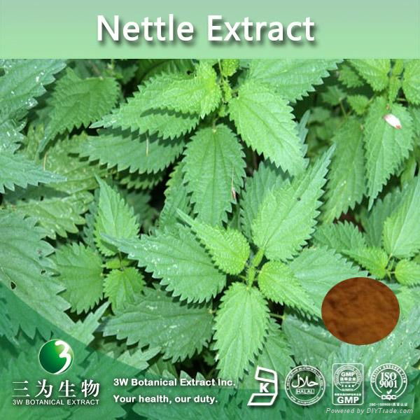 Herb Nettle Extract Powder Ratio 4:1-20:1