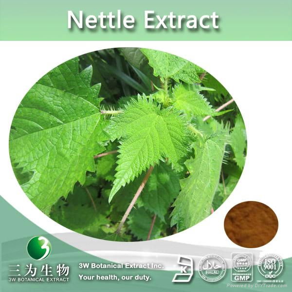 Herb Nettle Extract Powder Ratio 4:1-20:1 2