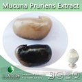 Health Food Mucuna Pruriens Extract Levodopa (L-dopa) 10%~99% HPLC 2