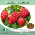 4:1 -20:1 Health Food Raspberry Extract