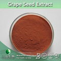 Proanthocyanidins (OPC) 95% UV Grape seed extract powder 1