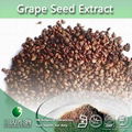 Proanthocyanidins (OPC) 95% UV Grape seed extract powder 2