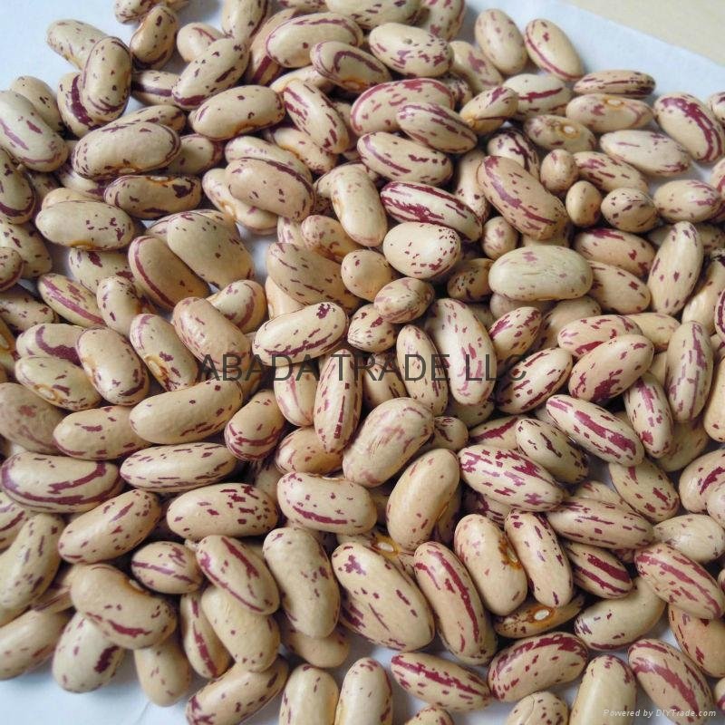 Light speckled kidney beans 2015 crop