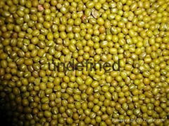 mung bean