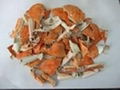 DRIED CRAB SHELL 1