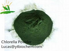 Chlorella powder