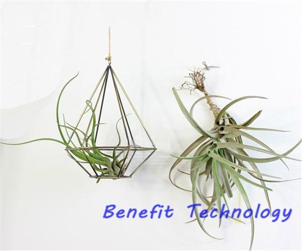Creative Geometric Hanging Succulent Air Plants Tillandsia Holder 5
