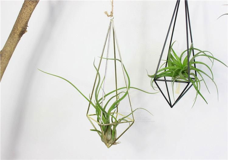 Creative Geometric Hanging Succulent Air House Plants Tillandsia Holder 3