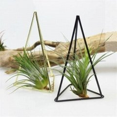 Creative Geometric Succulent Air Plants Tillandsia Bromeliad Metal Stand Holder
