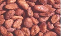 Western Africa Cocoa Bean