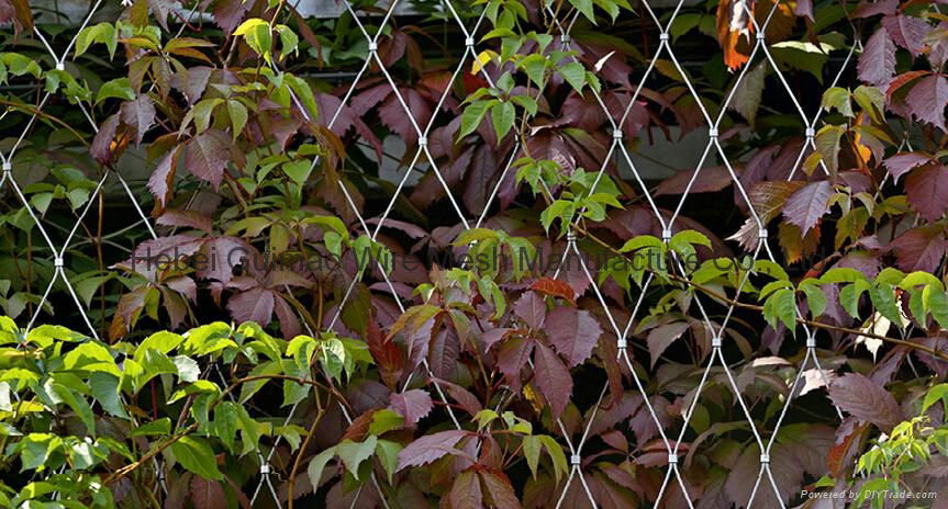 Cable mesh plant climbing 5