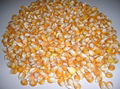 Yellow Maize for Human Consumption