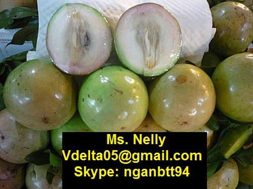 Vietnamese Star Apple