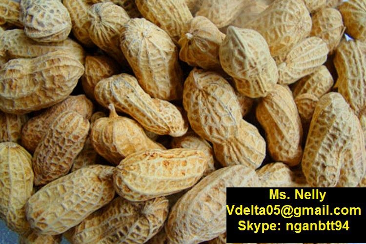 Vietnamese peanut (Vietnam Manufacturer) Nuts Products Processed