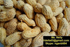 Vietnamese peanut