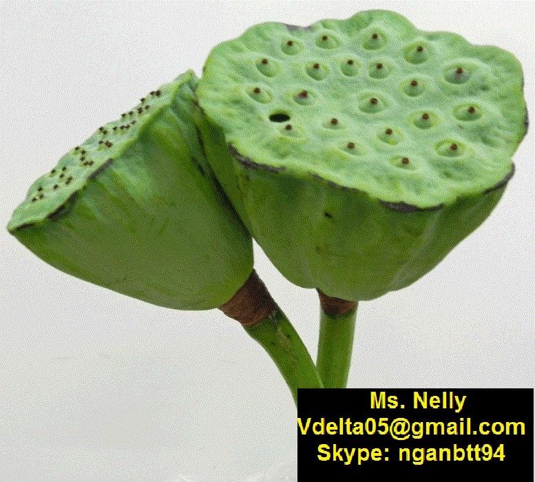 Vietnamese lotus products (seeds, root, pod)