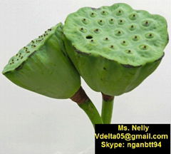 Vietnamese lotus products (seeds, root,