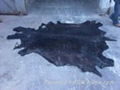 WET SALTED COW HIDES 1