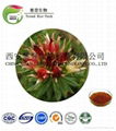 Rhodiola Rosea Extract 2