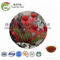 Rhodiola Rosea Extract 1