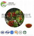 Rhodiola Rosea Extract 3