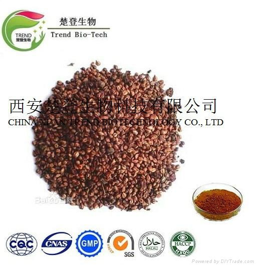 Grape Seed Extract