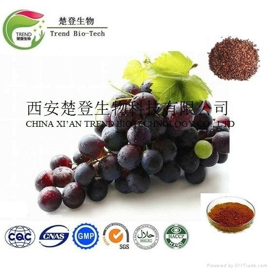 Grape Seed Extract 2