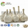 Garlic extract 1
