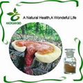 Ganoderma Lucidum 1