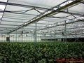 5.3M Width Thermal Screen for Greenhouse Shading and Energy Saving