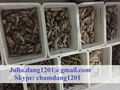 Dried Sea Cucumber 4