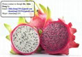 Dragon fruit 3