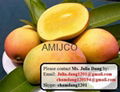 Fresh Mangoes 3