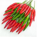 Fresh Chili 2