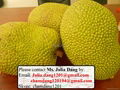 Jackfruit  5