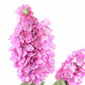 wholesale Artificial poly flowers long foxtail flower made in China 4