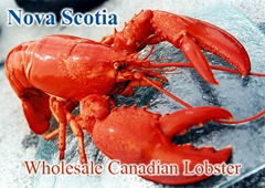 Canadian Hardshell Live Lobster