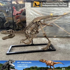 My dino-w3 Dinosaur museum quality dinosaur skull replica for sale